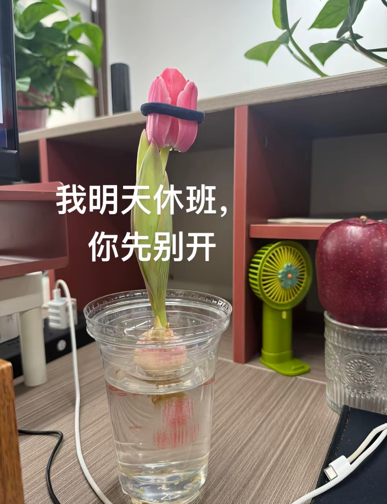 打工人养的花都是有工作日的[允悲] ​​​