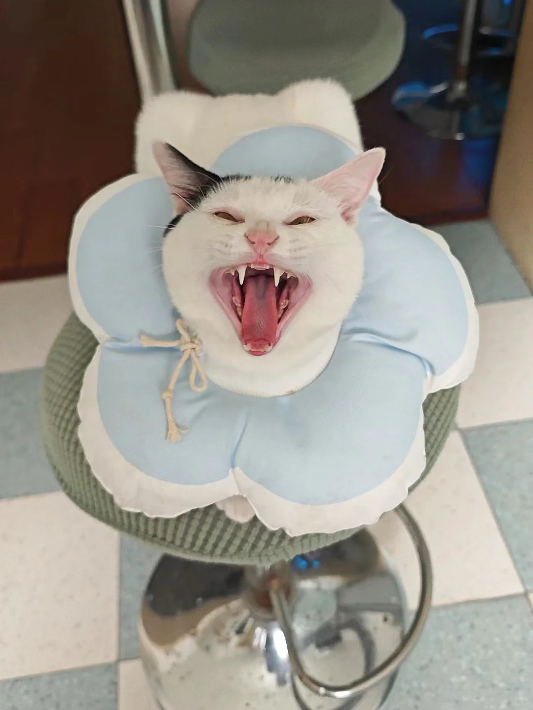 “我的蛋🥚呢？”