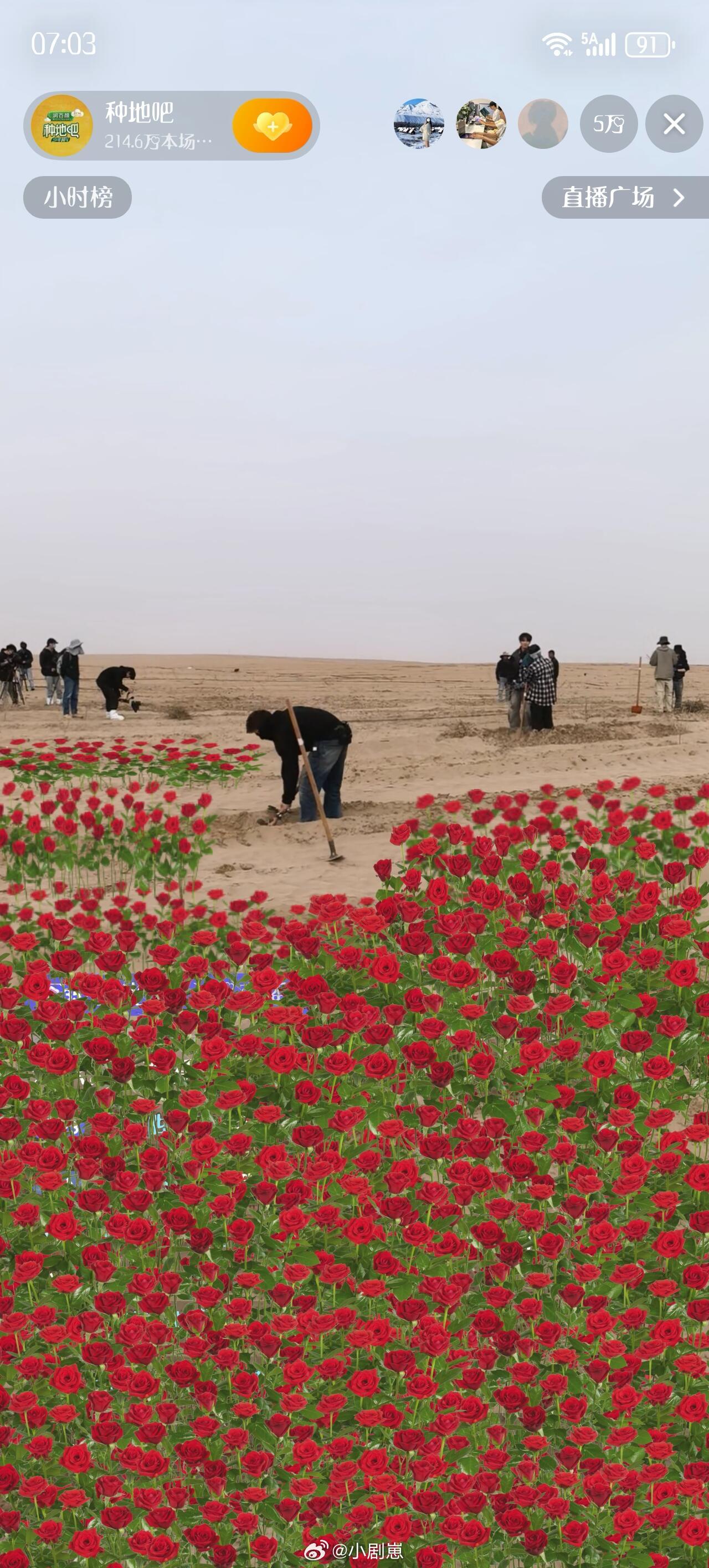 十个勤天提前给你们看看哥几个种的沙漠玫瑰🌹 十个勤天‖种地吧‖ 