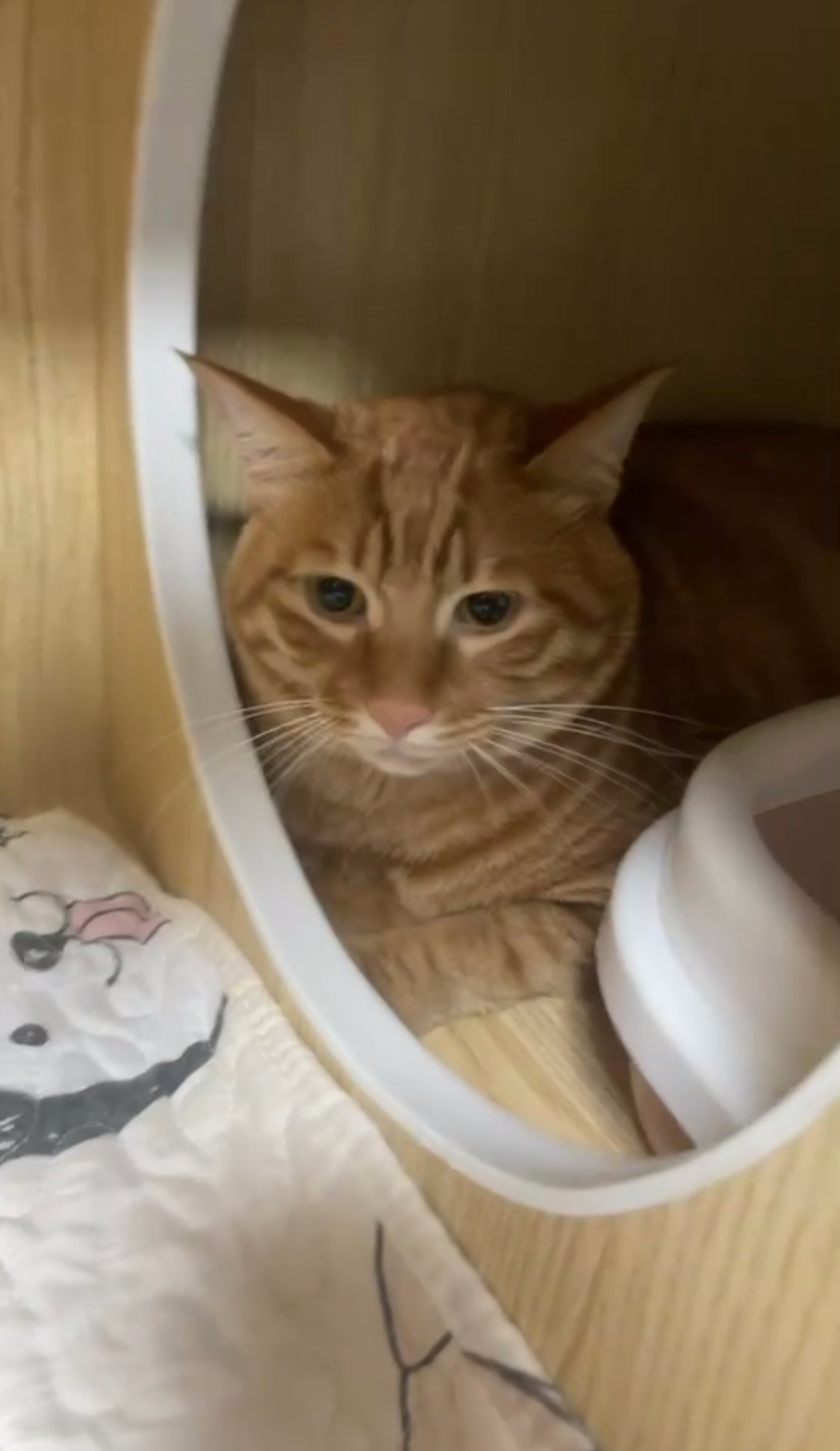 这几天发现哆米上厕所老是排不出来，就带去医院看看，发现是得了膀胱炎，如果发现晚了