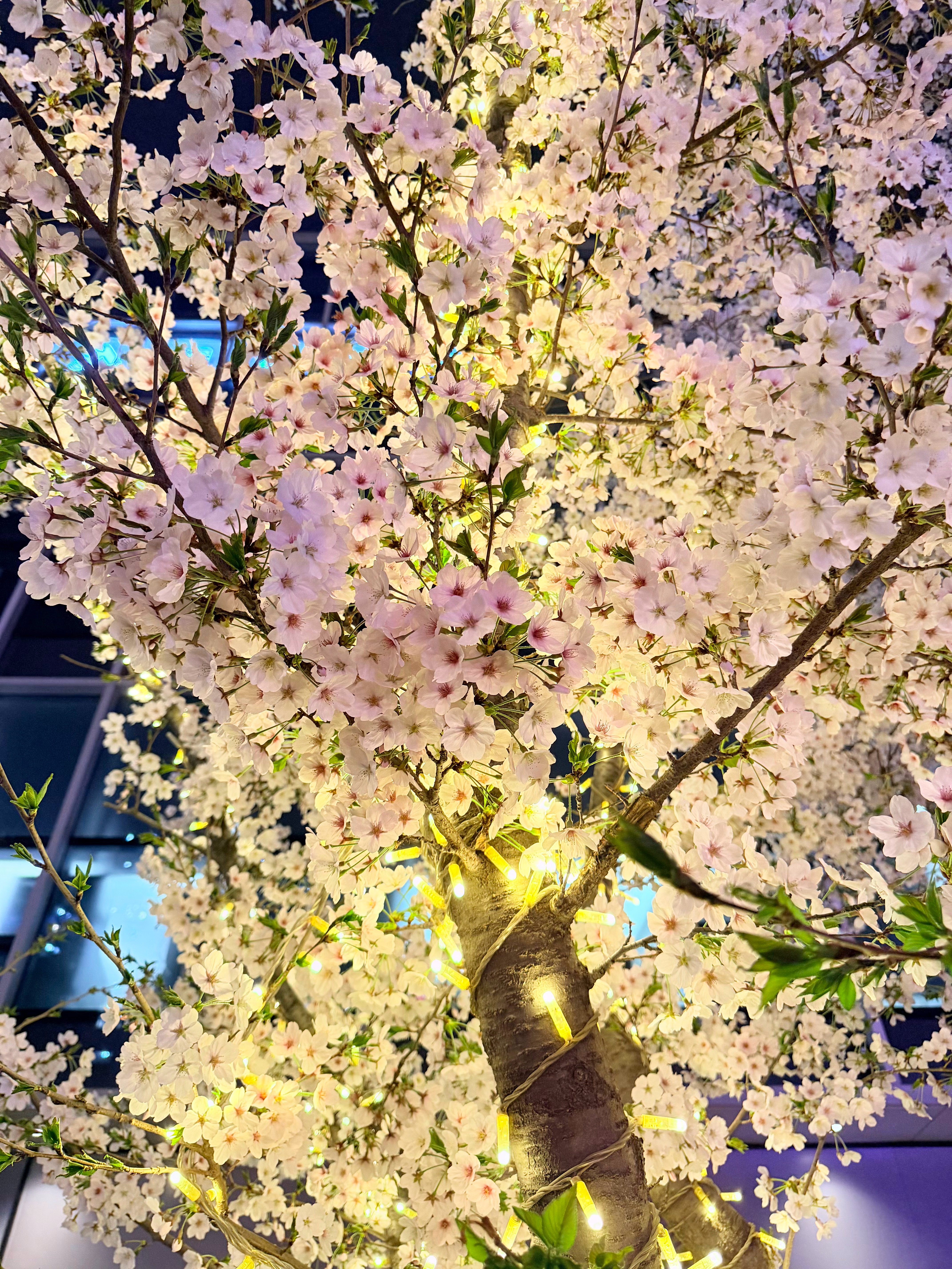 晚上看樱花感觉比白天更美大概是有了明暗对比，花朵更突出～是很温柔的春天了🌸 