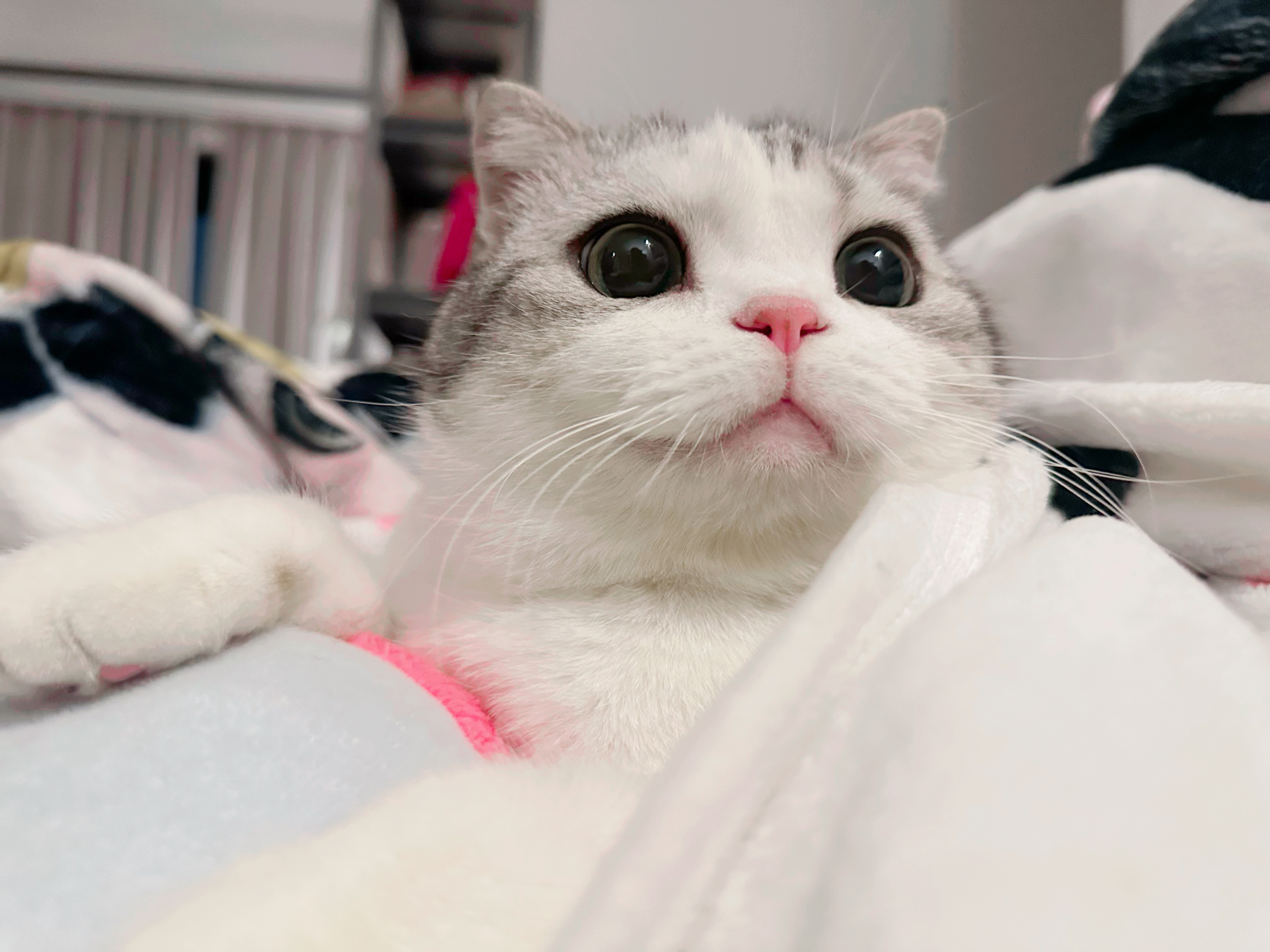 今天也好冷啊 一直躲在奶牛毯里瑟瑟发抖！#萌宠初冬日记# ​​​