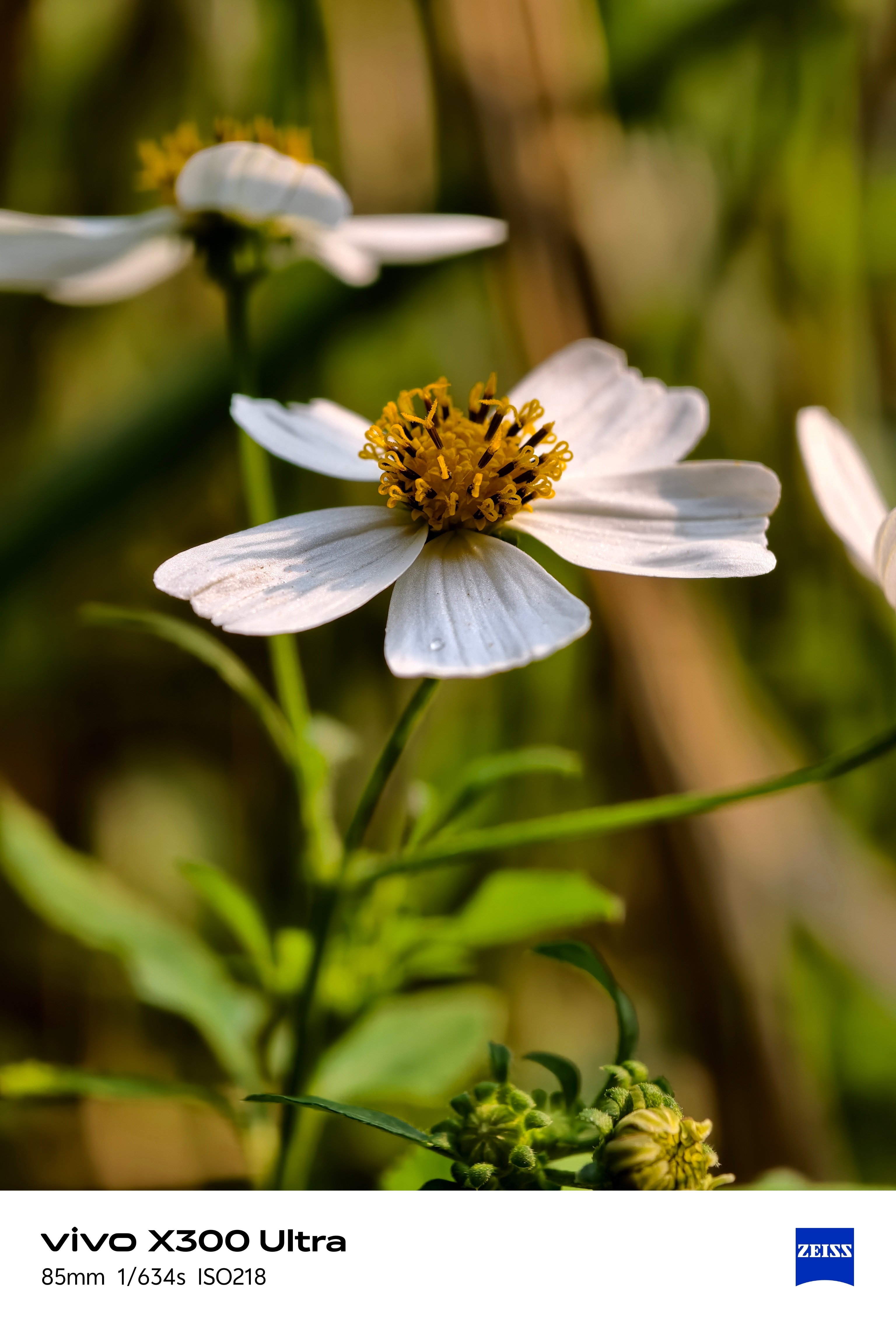 和vivo X300 Ultra一起出发 去创作 去自由 去雨林探索eva的科技