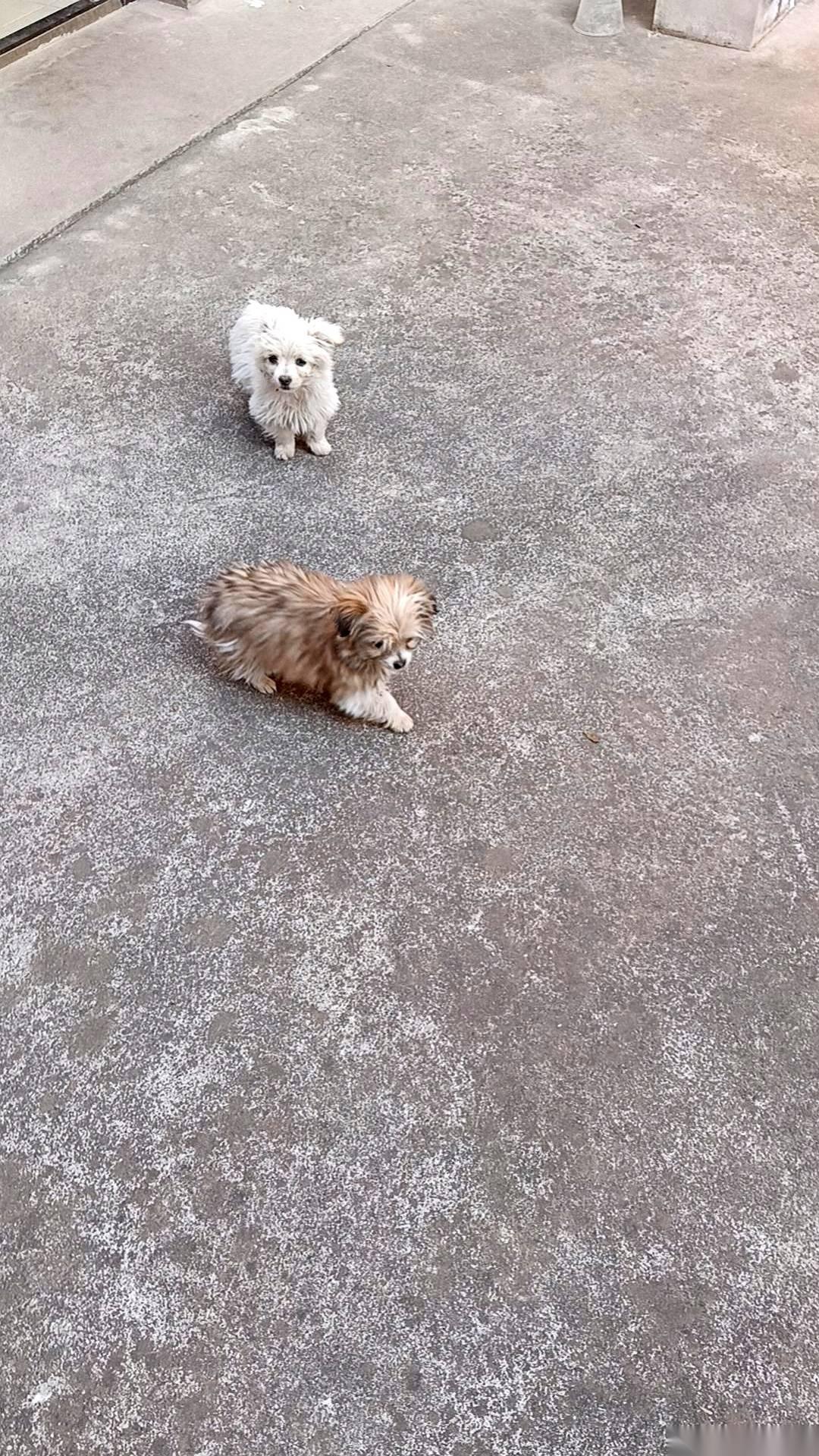 门，哐当一声，关死了。
川普老爷子在全球放话，“第三世界”的人，别想再移民美国了