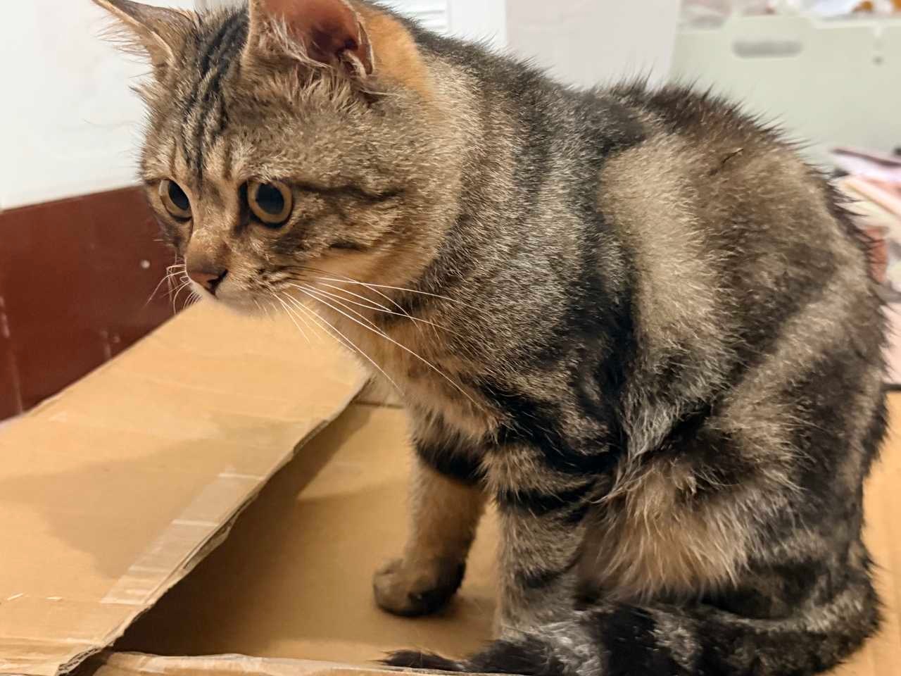 14597只狸由于家猫昨天和一只黑猫对骂后，今天一直在门口蹲守并单方面骂架，于是