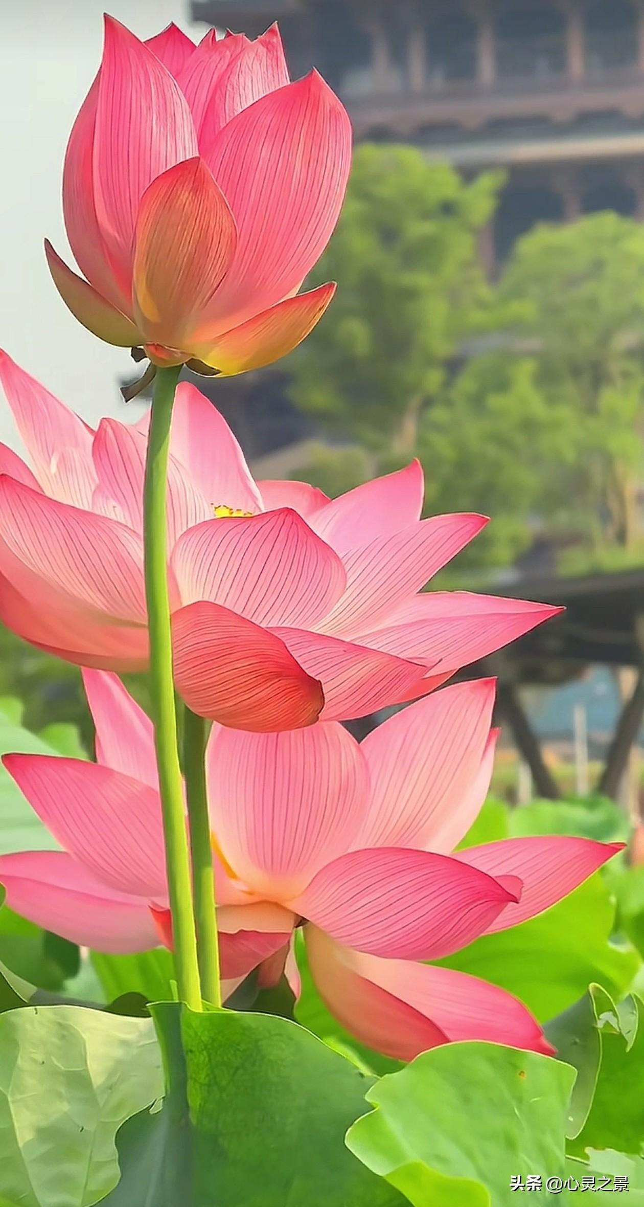 晴空衬粉荷，各自有花期。
不必追赶他人，沉下心，你自有绽放之时。夏日晴空荷花 人