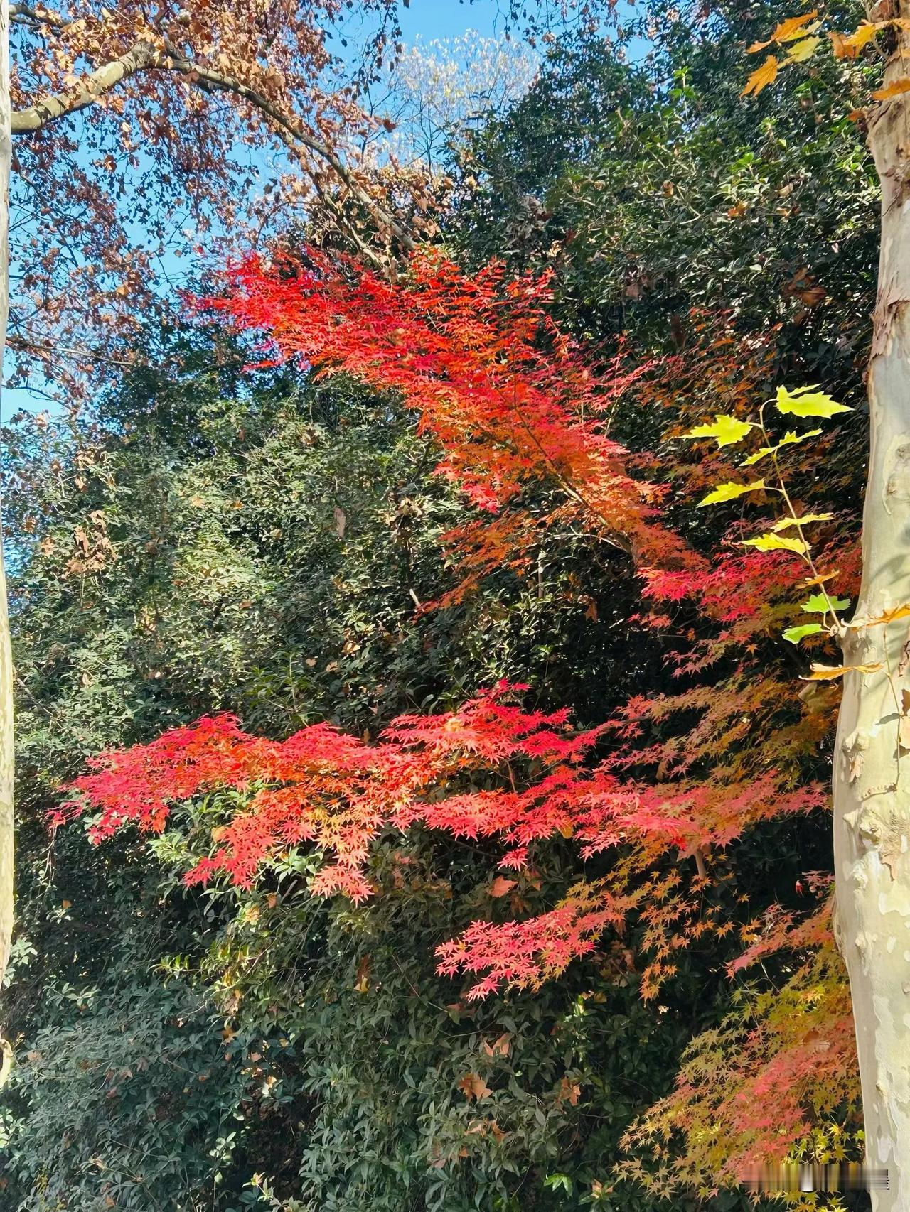 晒图笔记大赛秋日红枫