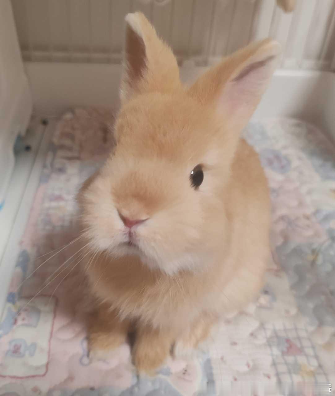 14179🐇【心灵丑】不敢想此线经历了什么！ 
