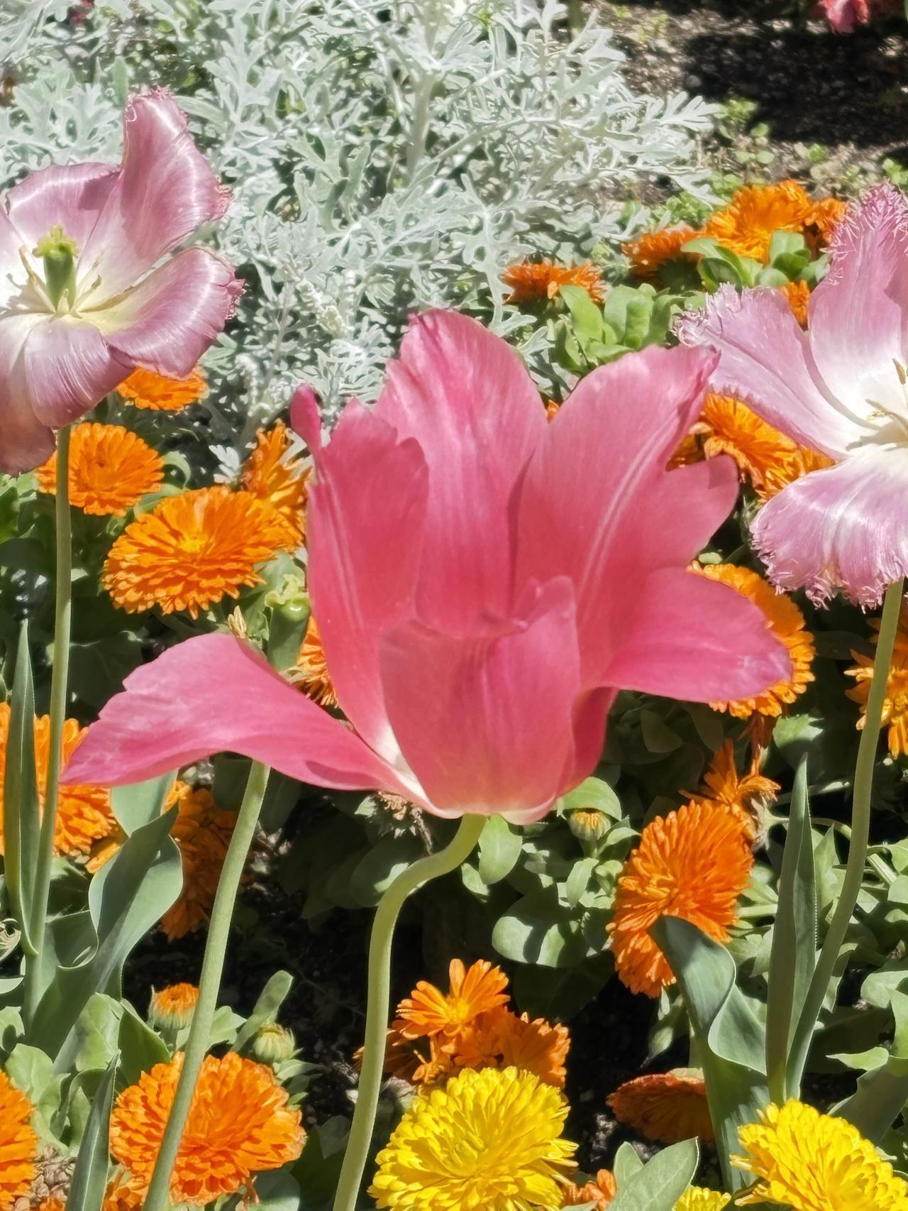 郁金香：博爱与高雅
紫荆：亲情与家庭和睦
杜鹃花又名映红：深情与期盼
山茶花，理