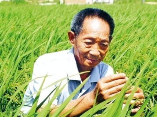 “应该立即死刑！”央视新闻在2025年4月14日曝光了一起惊天大案：我国杂交水稻