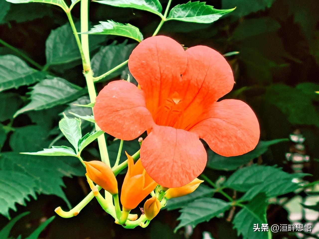 鲜艳的橙色花朵，生机勃勃的绿叶，自然之美尽收眼底。🌸🌿