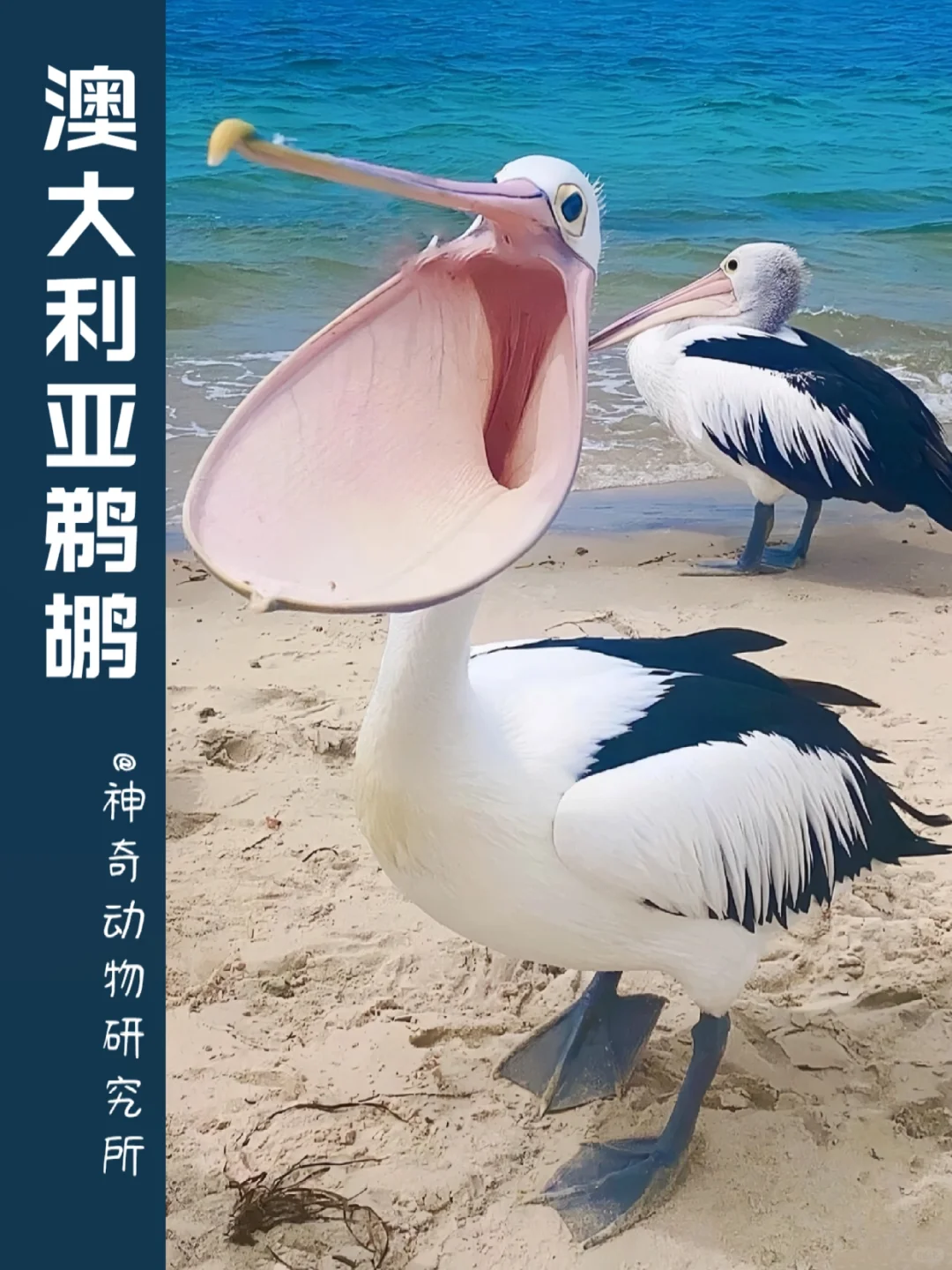 每天了解一种趣味动物👀澳大利亚鹈鹕