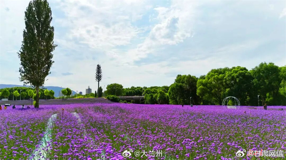 甘肃夏日小众打卡地【花海映碧波 永靖夏日风光美出圈】炎炎夏日，永靖县黄河岸边风光