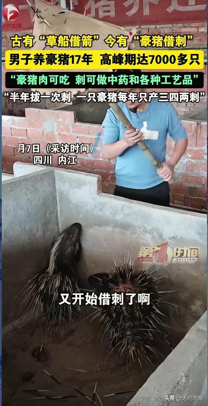 养殖豪猪这么挣钱，还真是第一次听说，四川内江有一个养殖户，专门养殖豪猪，现在已经