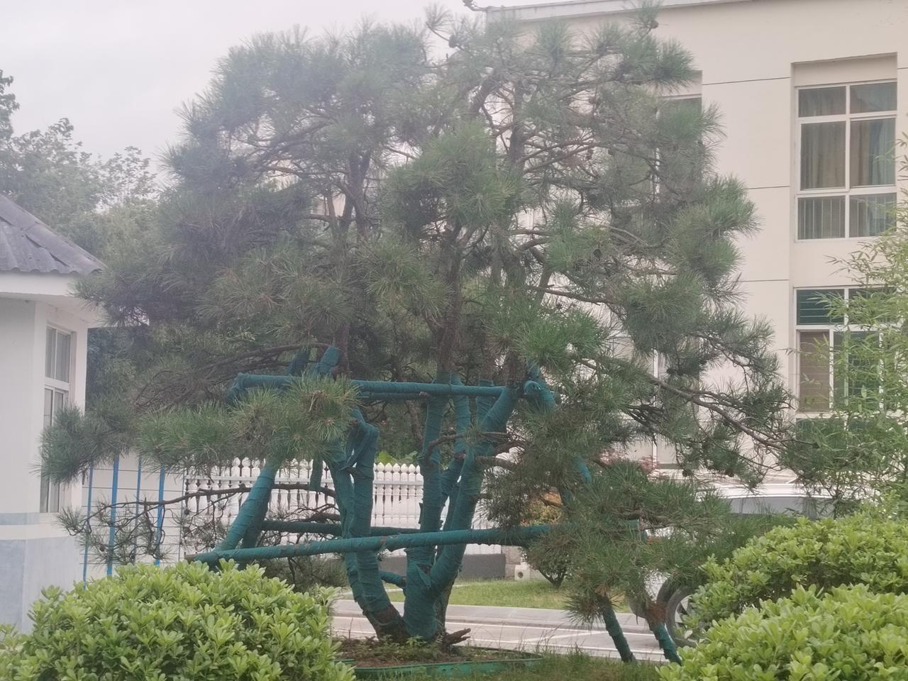 随手拍下初夏美景美丽的风景树。一场大雨下过，树叶像洗过澡似的非常迷人。