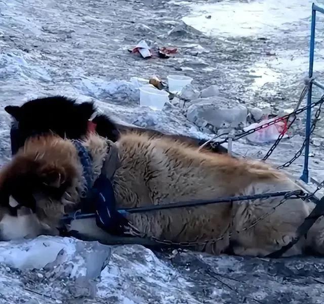 为什么狗拉雪橇上了热搜，沙漠里的骆驼驼人却没人理会？动物还要分个三六九等？


