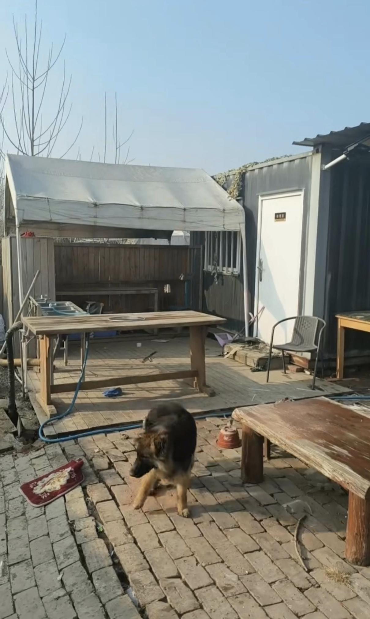 狗子吃的又长大了不少呢