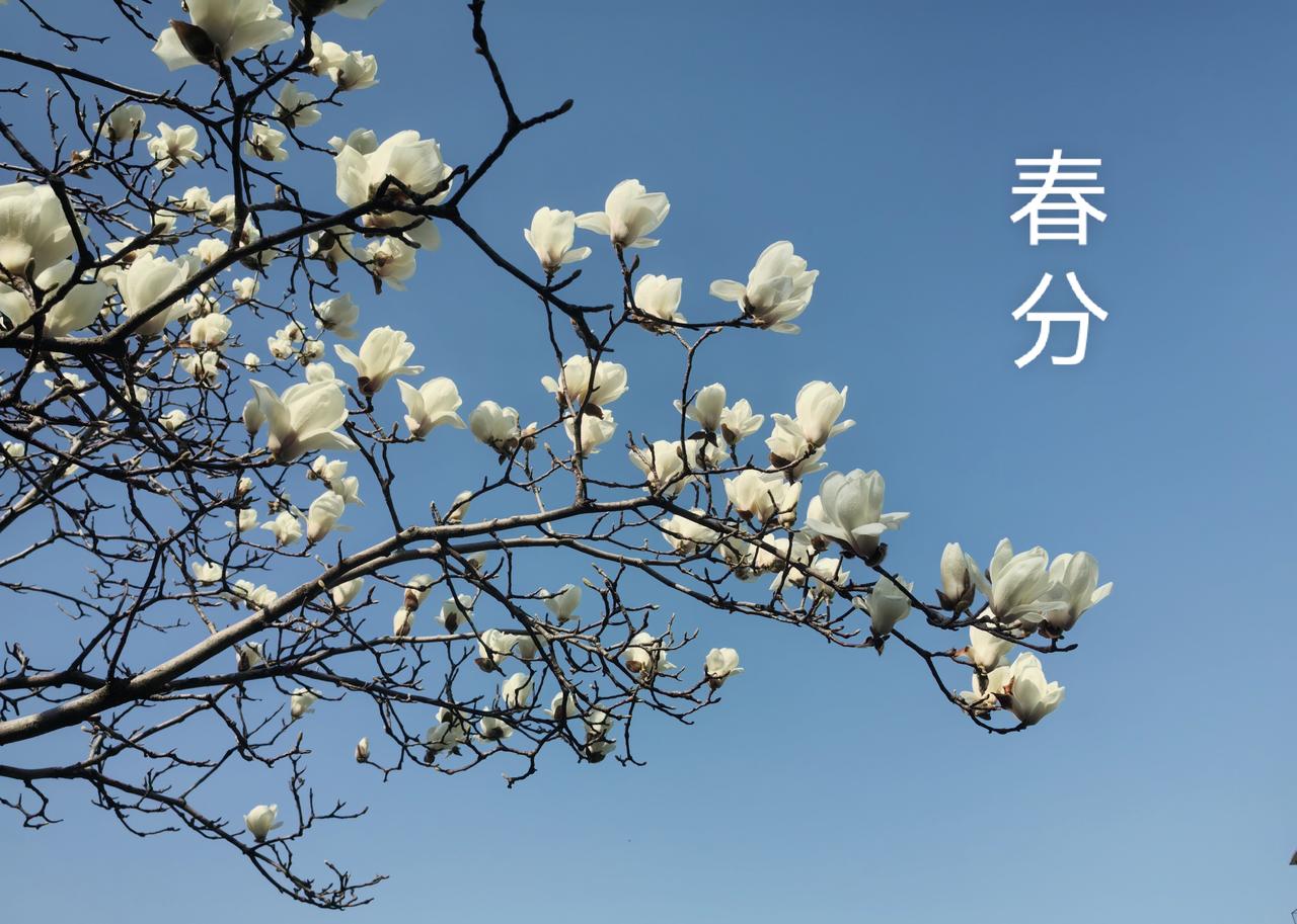 七律.春分

春半时兮万物苏，相停昼夜暖春趋。
木兰花绽清明景，杨柳枝垂青翠图。