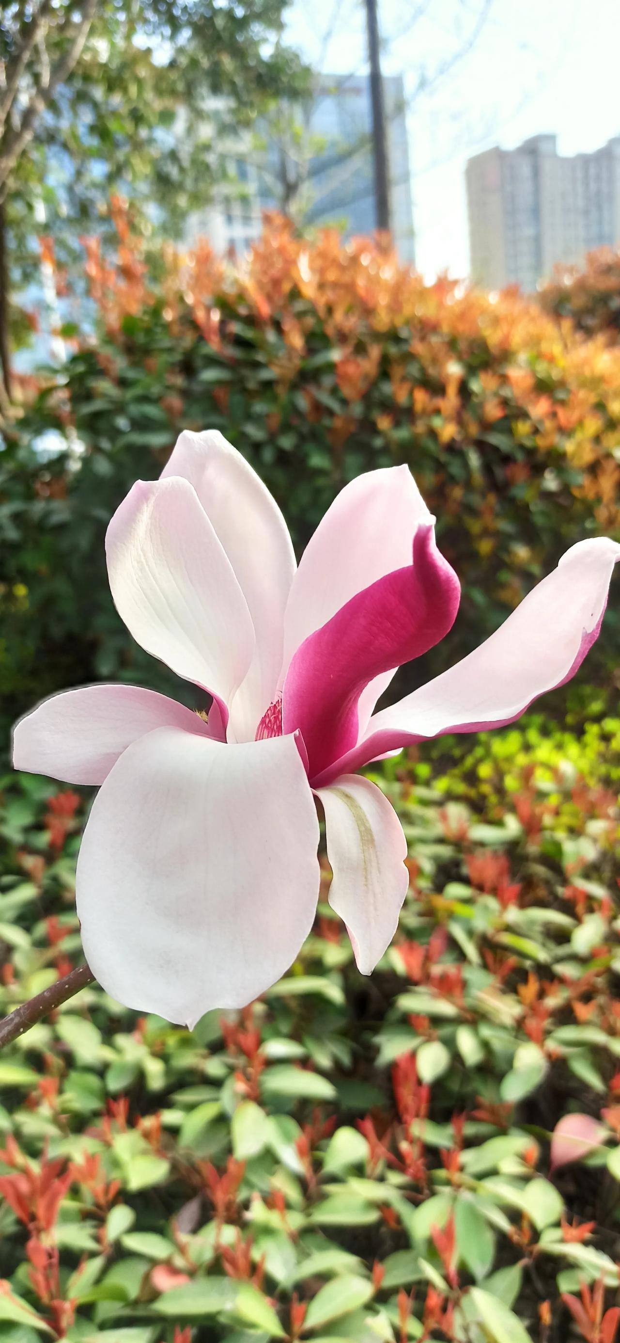 紫玉兰花开迎春光

人间花事斗芳菲，白雪琼兰染紫衣。
风起霓裳香暗送，新妆绰约弄