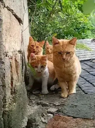 猫咪们集体摆拍，萌翻全场… ​​​