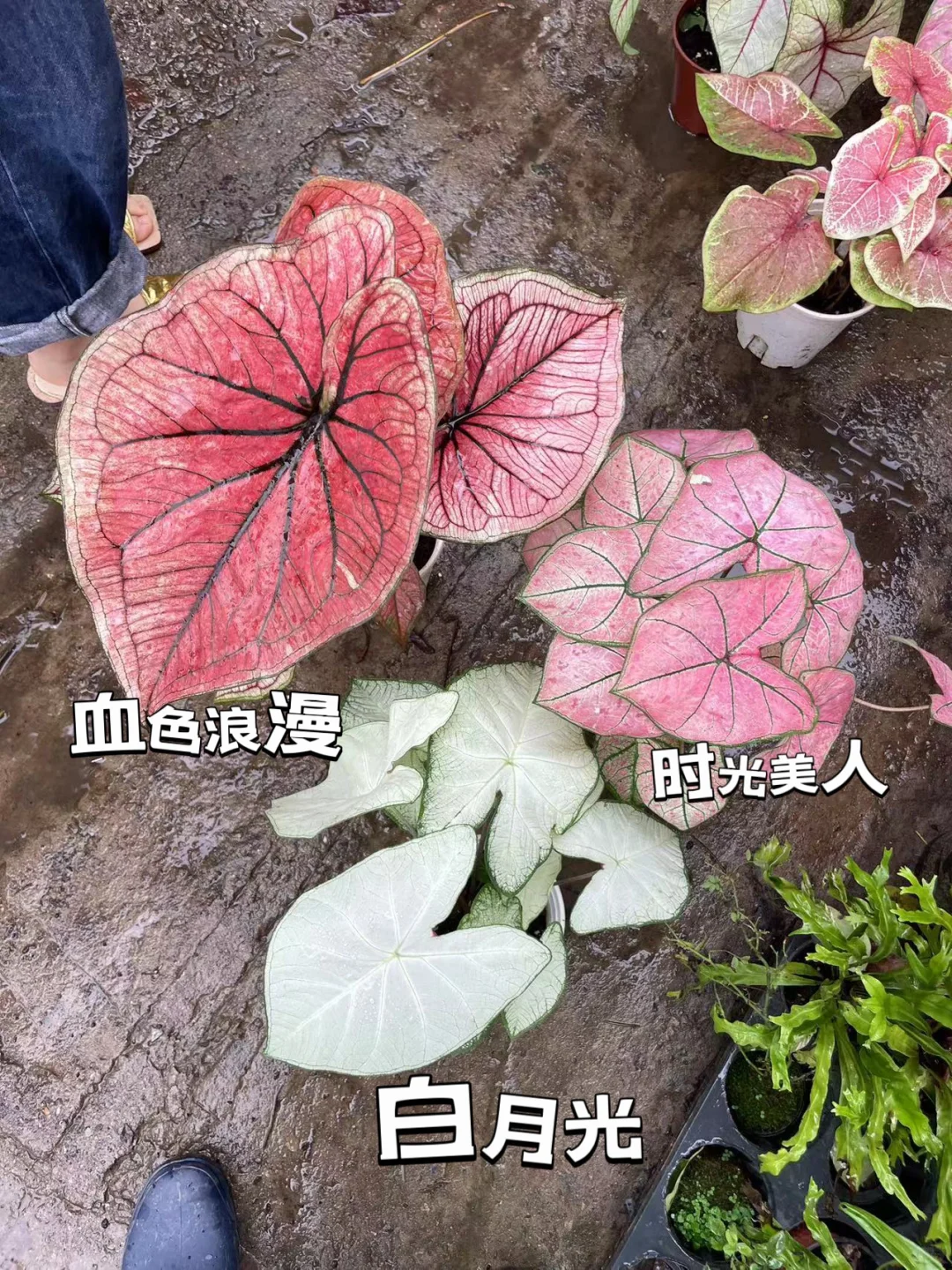 彩叶芋