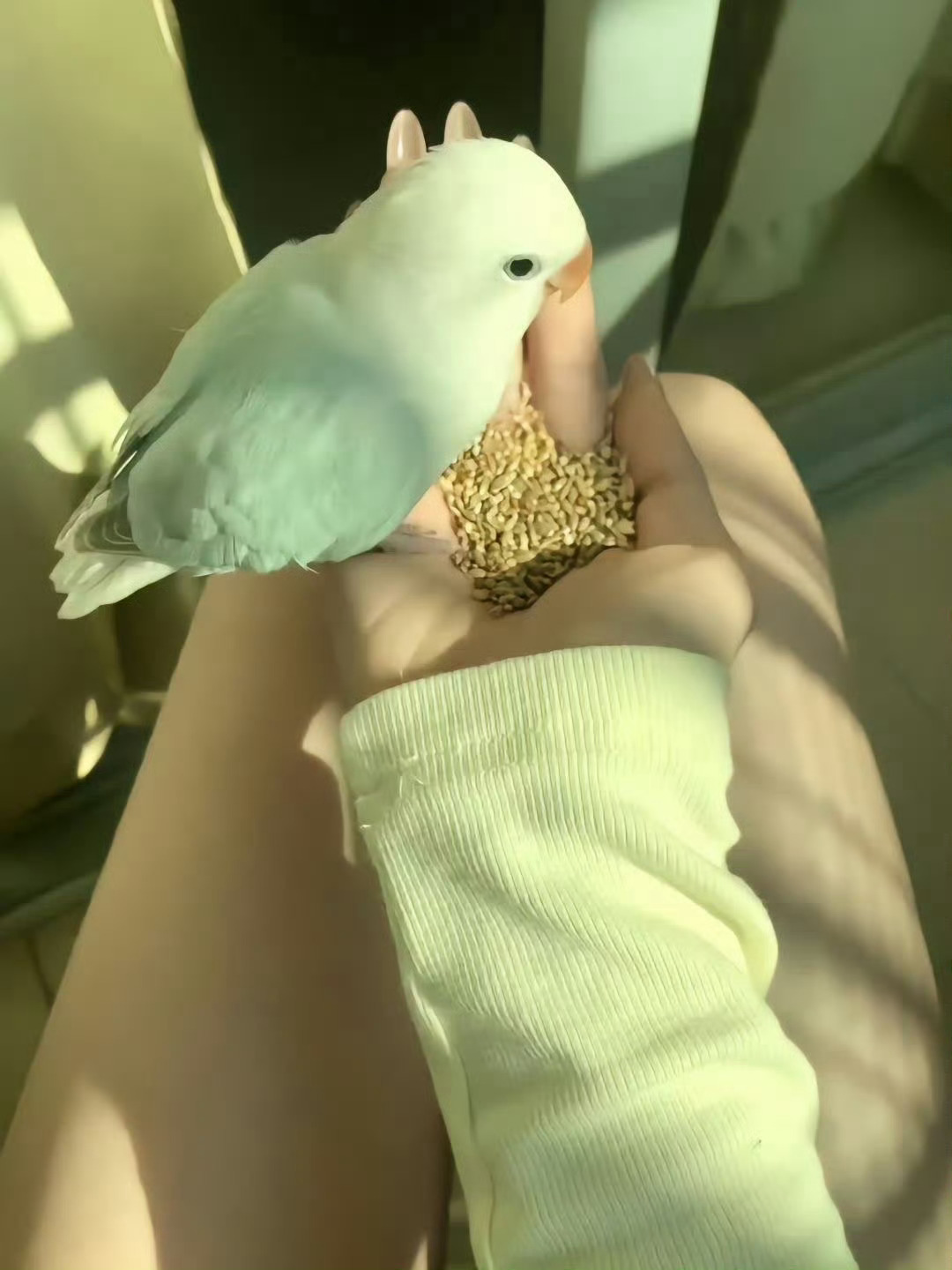 再也不异地恋了 又想小鸟了🐦 ​​​[肥皂] ​​​
