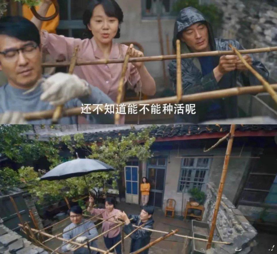 《小巷人家》一张图看懂宋莹和玲姐婚姻的区别为了省钱，她们开始在院子里种蛇瓜，搭瓜