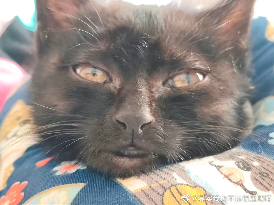 50095【丑猫】第二次刷到这个丑猫，被丑到了 