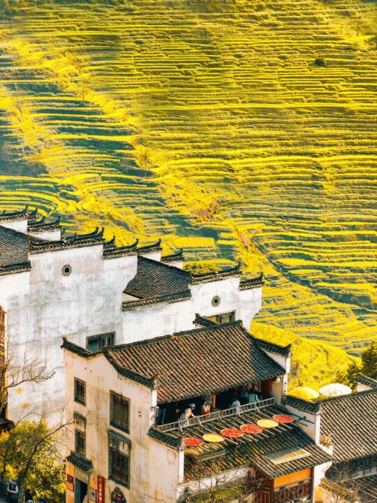 迄今为止，我最喜欢的春日赏花古村出现了…