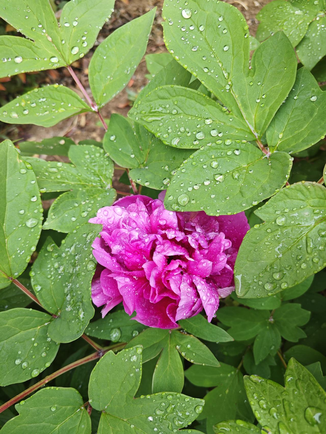 记得当时这部电影可以说是轰动一时，周里京饰演的高加林‌，‌吴玉芳饰 演的刘巧珍‌