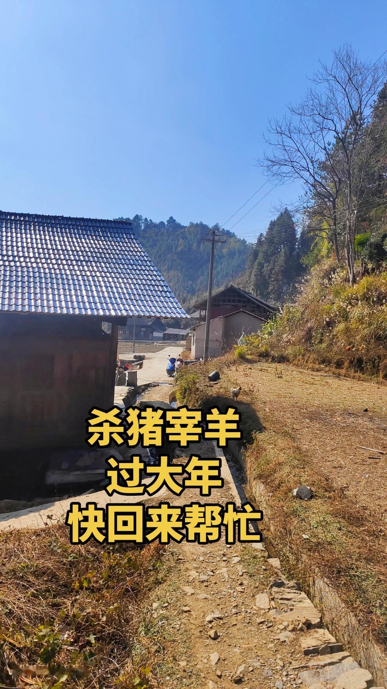 快回家帮忙，杀猪宰羊过大年！还没回家的赶快了，杀猪宰羊过大年！