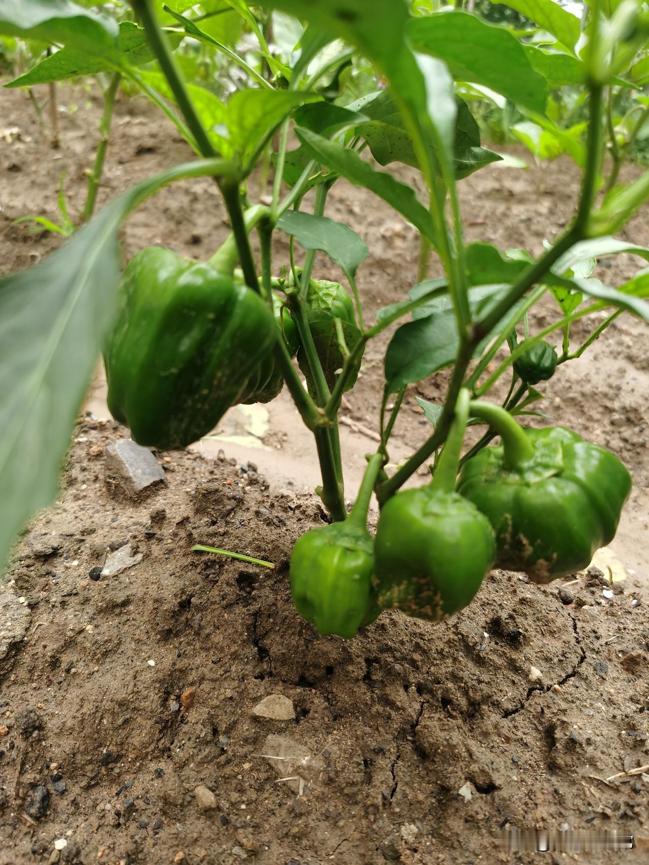 真心劝种菜的朋友们，别总买市面上的杂交菜籽！只能种一季，收完根本留不出能用的籽，