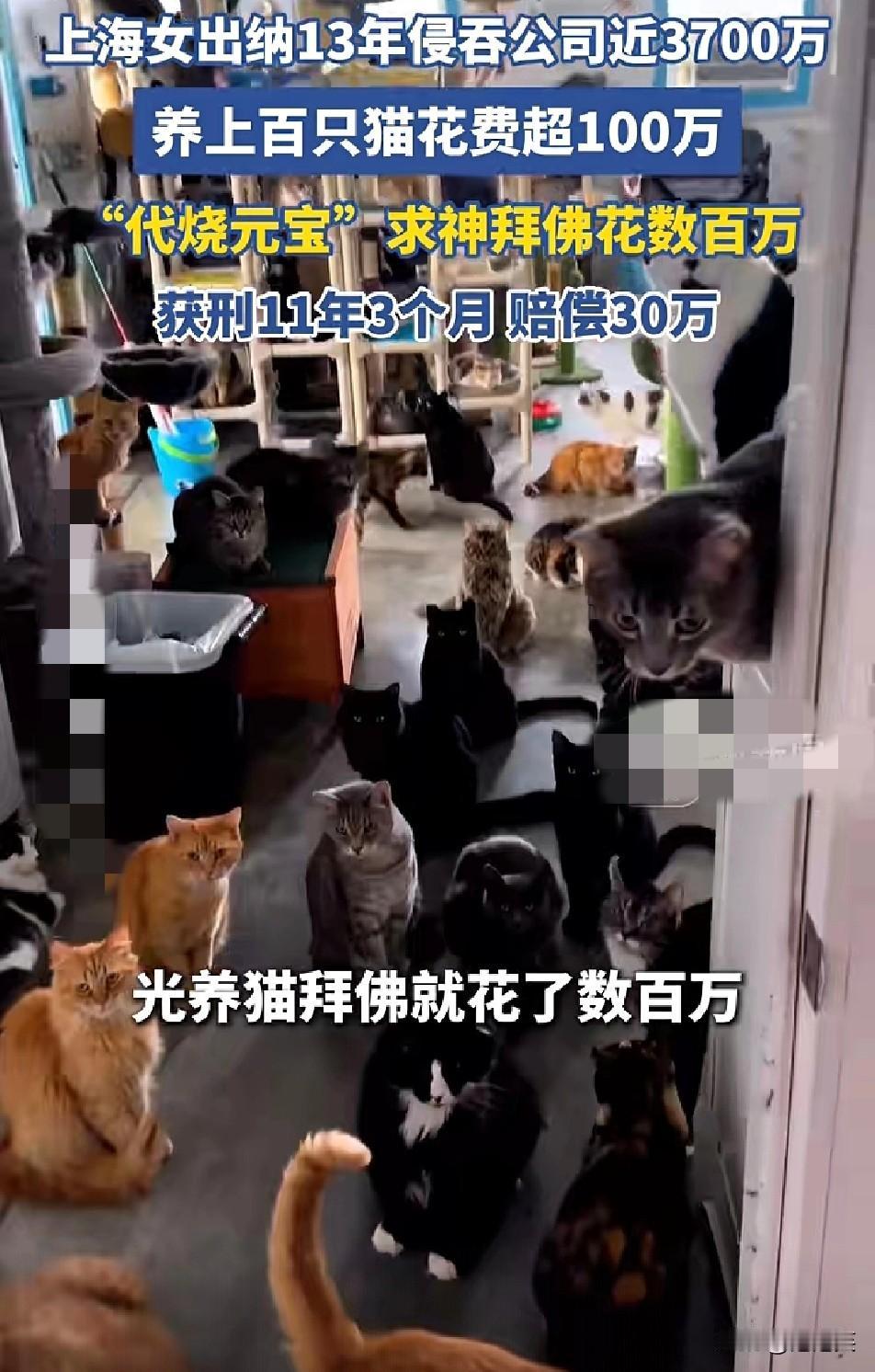 上海女出纳陶某

13年侵吞公司近3700万

养上百只猫花超100万

求神拜