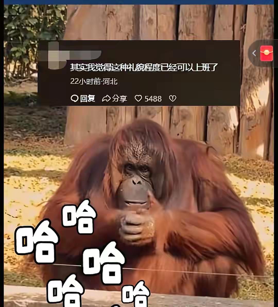 上海动物园猩猩抱拳“道谢”引泪目：你随手喂的零食，正让它慢性自杀！

（来源：综