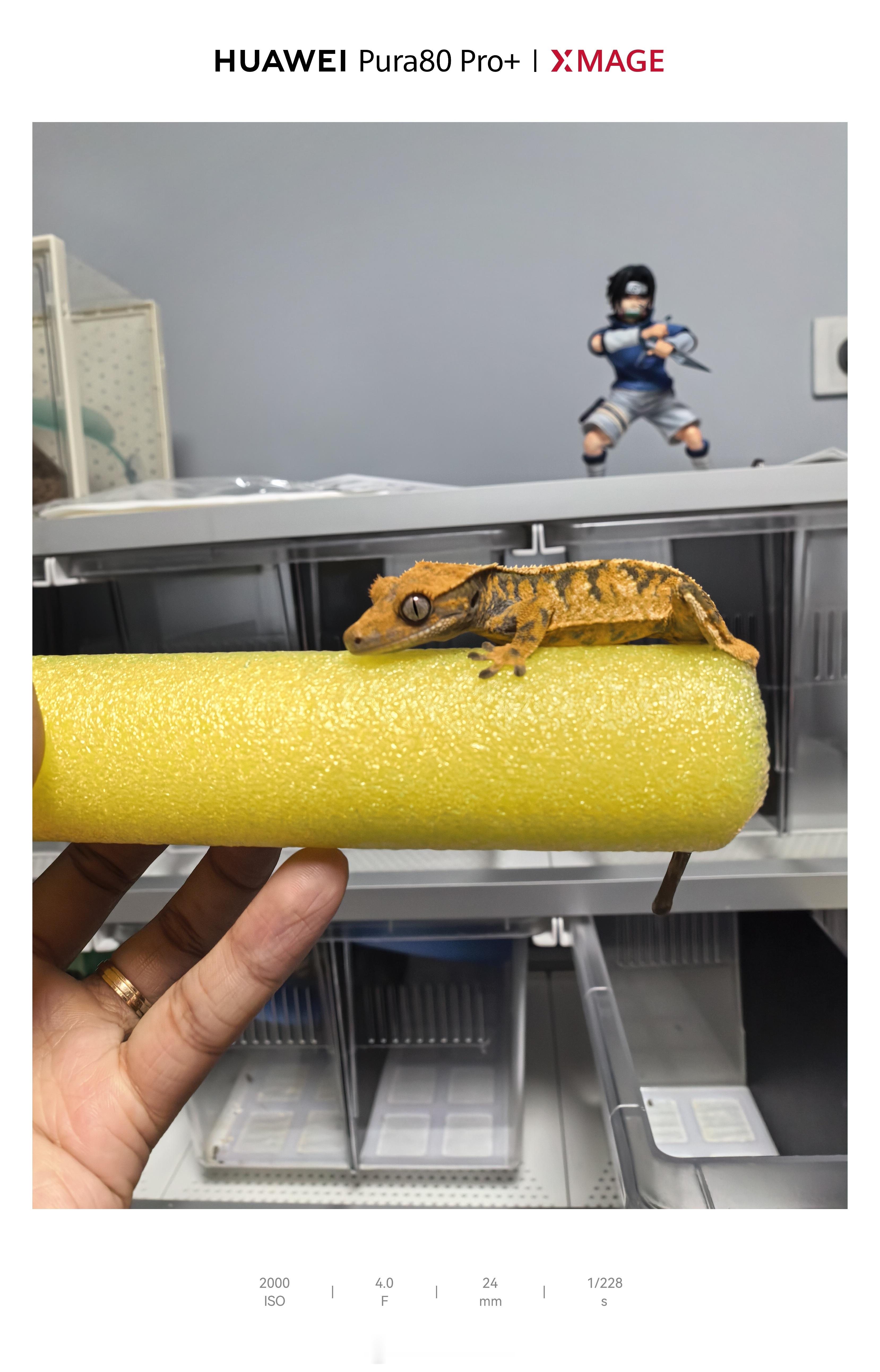 刚喷完水，为啥就不咋发色呢。随手拿了几只，小家伙们太害羞了就是不发色[苦涩] ​