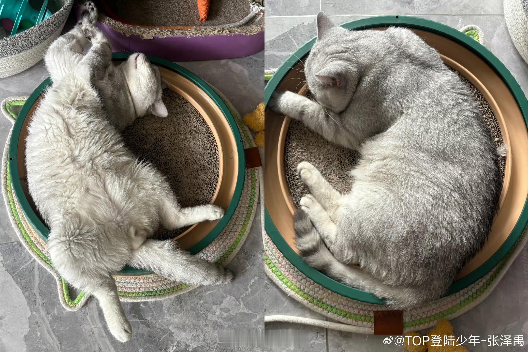张泽禹一模一样的猫养两只太会养了。一年从柴干到两辆卡车 这一路的鲜香麻辣只有复制