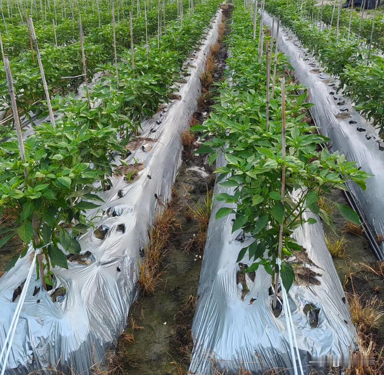 追肥用尿素好还是复合肥好?
种植干货 农业追肥
 
不少人种地追肥，总纠结选尿素