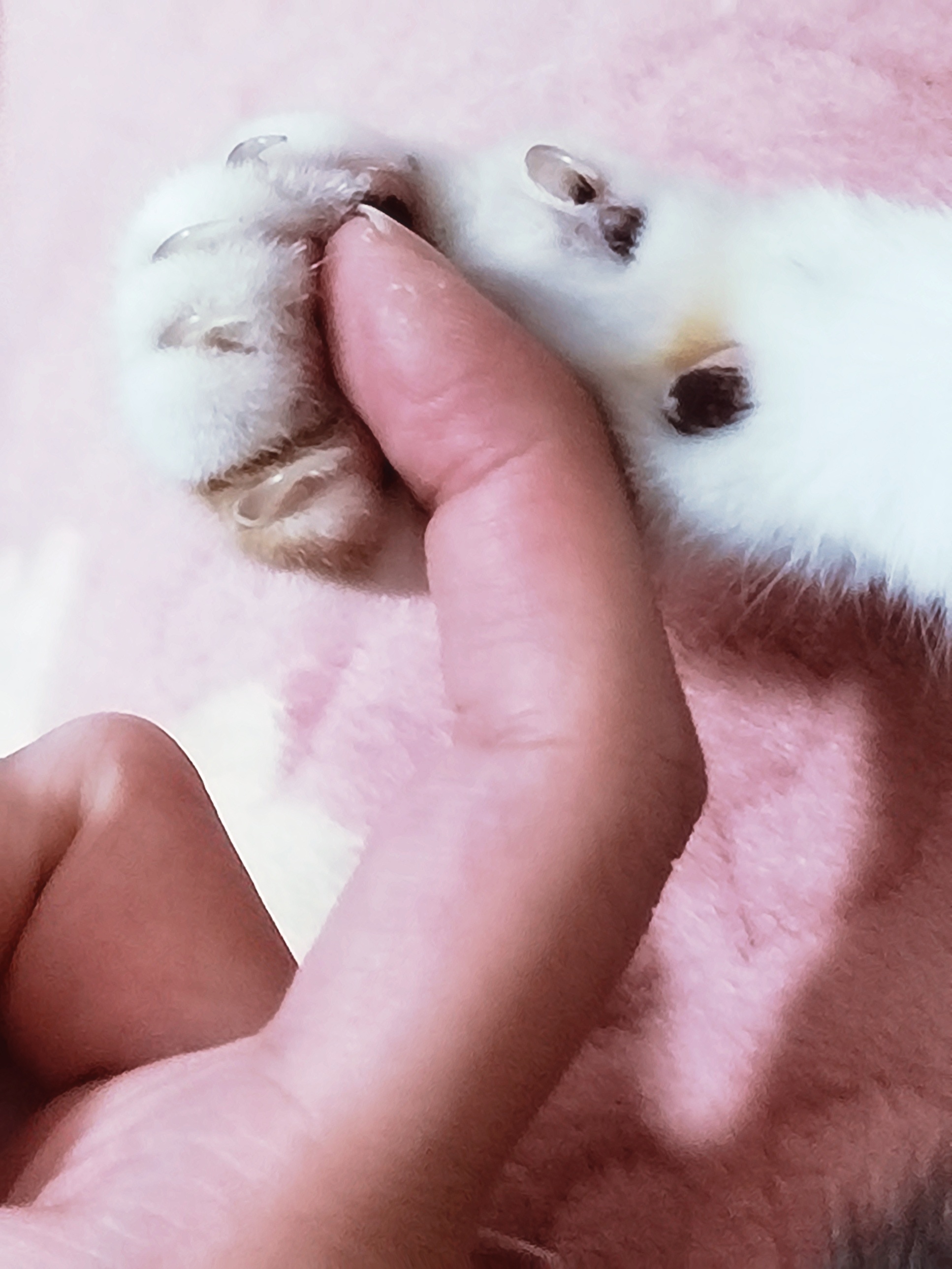 ฅ签订契约ฅ 
