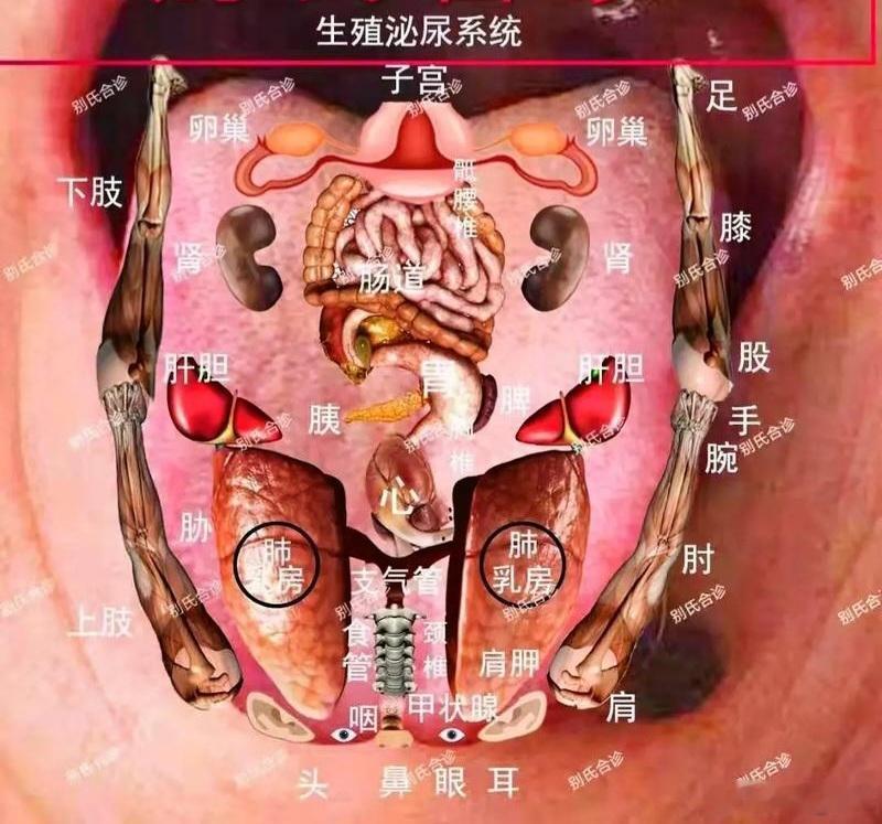 舌诊对应四季气机：天人合一舌象辨证法门舌为心之苗，又分五脏分区，舌面气机升降敛藏