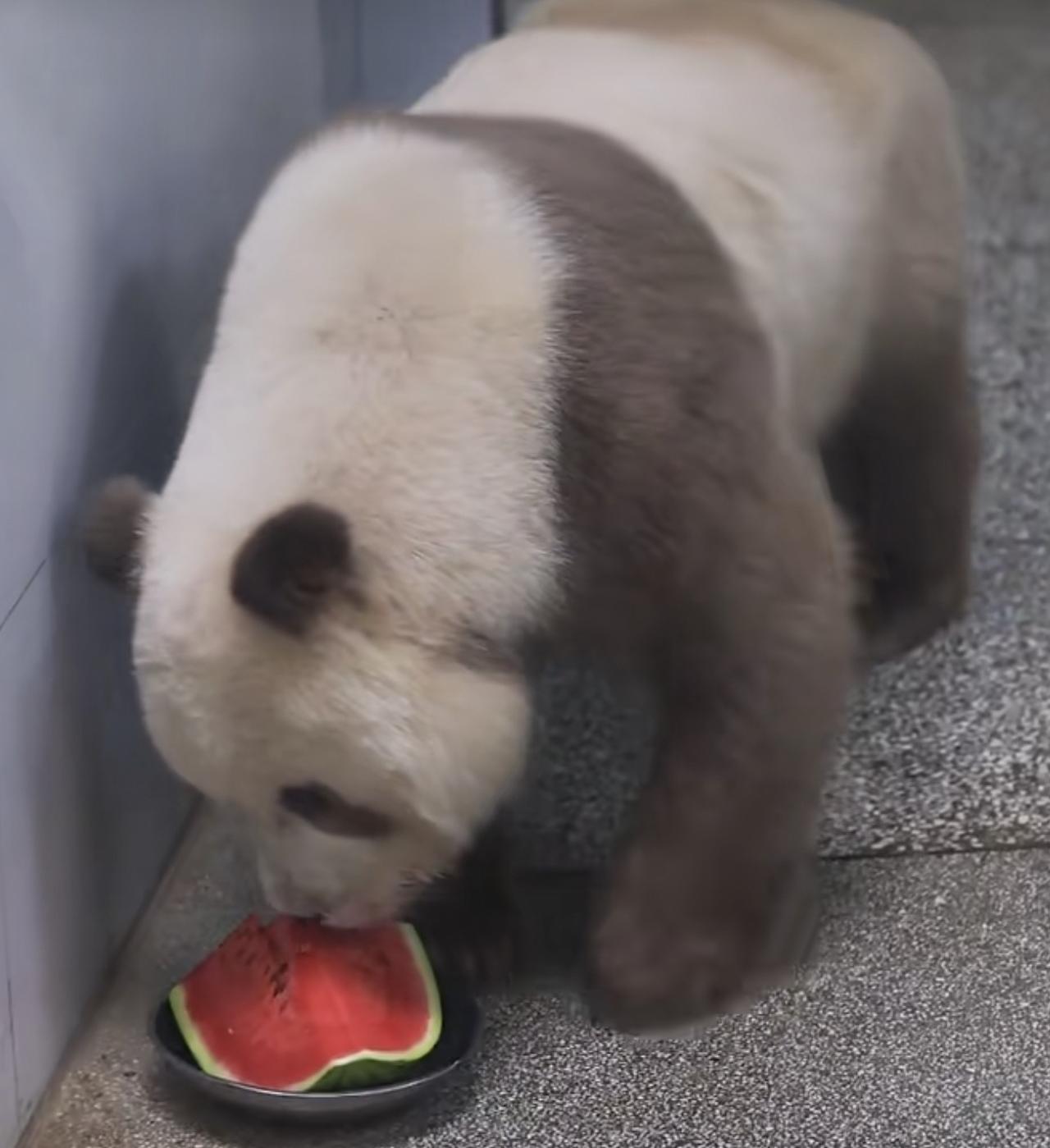说起大熊猫七仔，那可是相当特别。它是全球唯一被圈养的棕色大熊猫，住在陕西西安周至