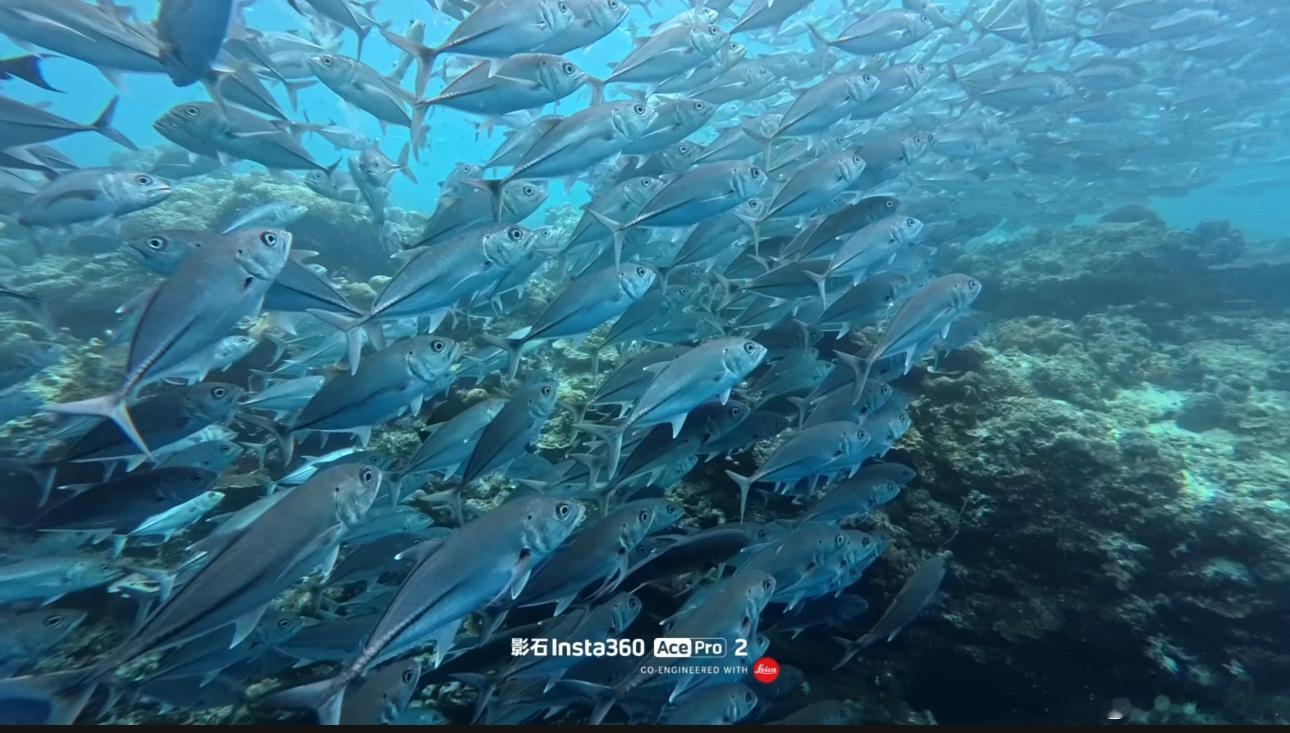 诗巴丹热烈回忆🤿🐢🐟🐟🐟🐠🐠🐠  ​​​