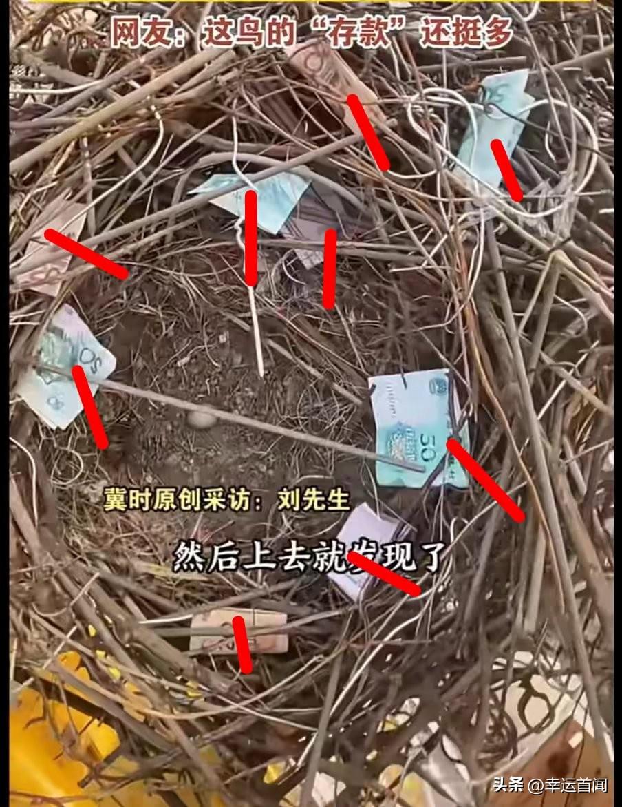 3张20的+4张50的+2张5块的，一共270长时间没用的 塔吊搜 上惊现鸟窝，