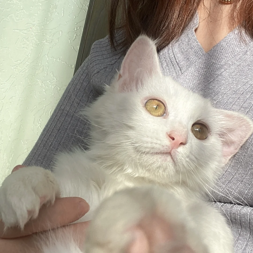 田园猫真的不可爱吗？