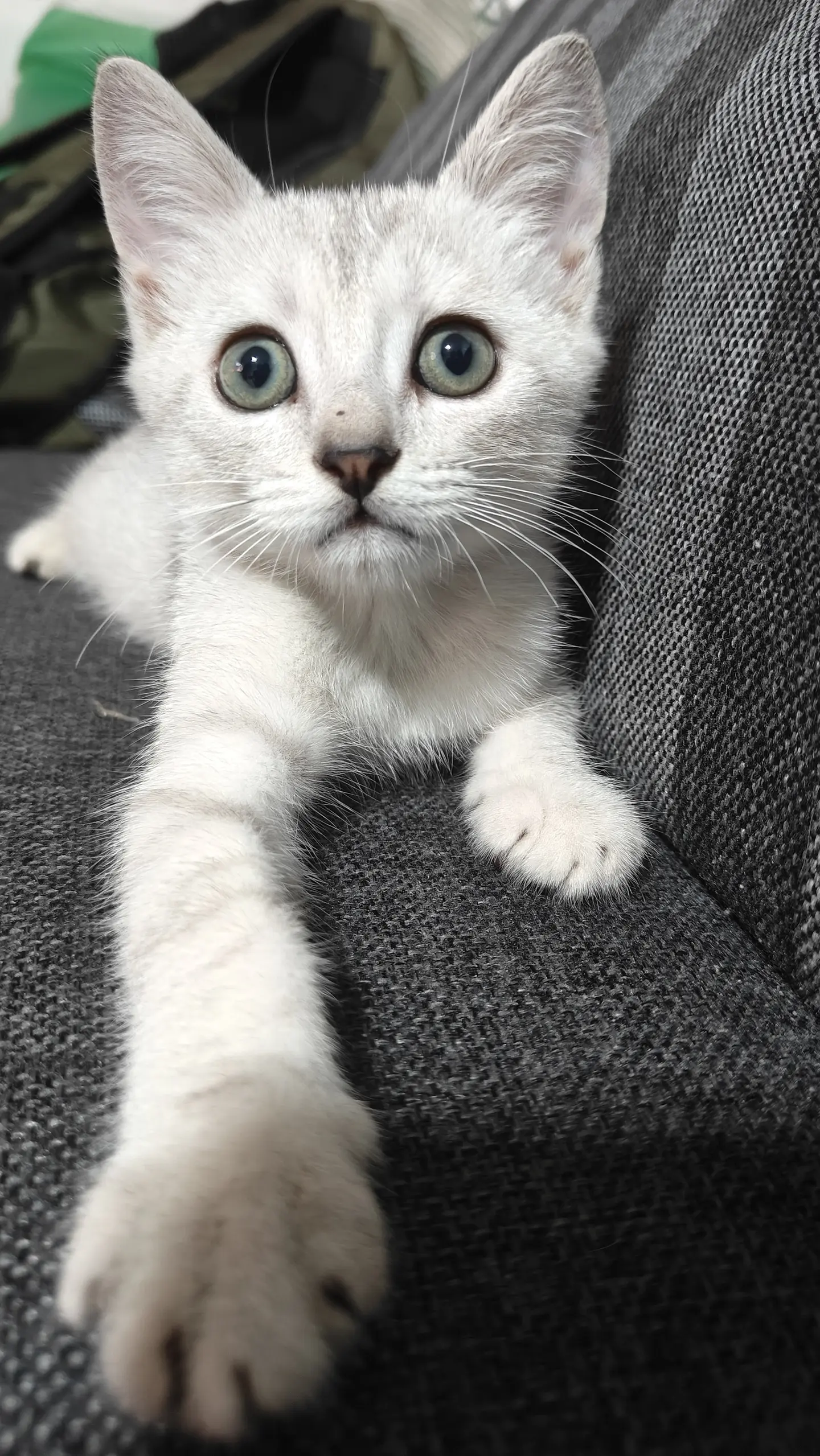 银渐层宝宝 银渐层 银渐层宝 小奶猫 卖萌的猫