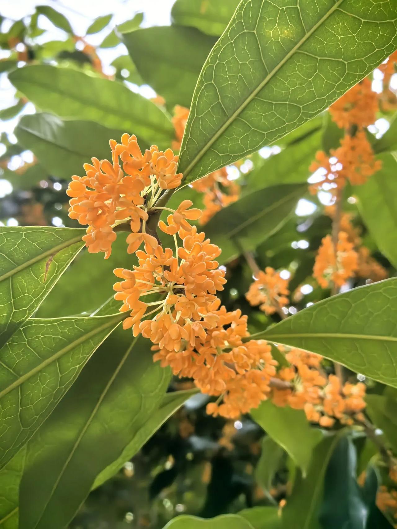 人闲桂花落，
​花落知多少？