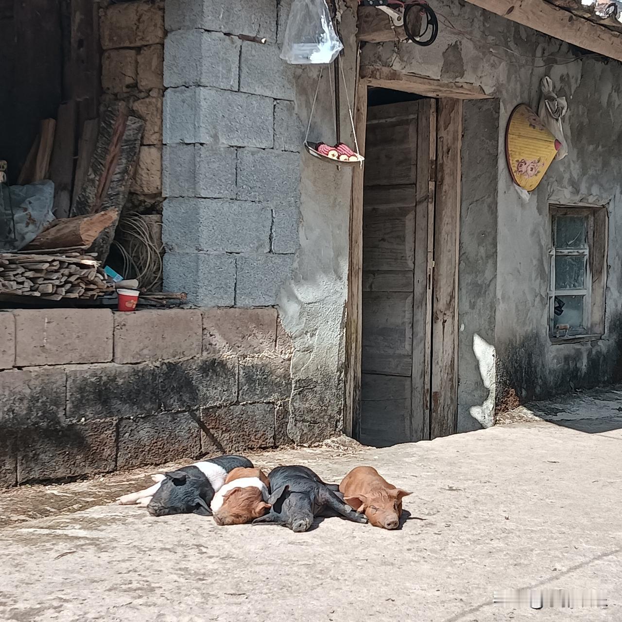 人和宠物应该一起晒太阳，
吹吹牛。不互相攻击