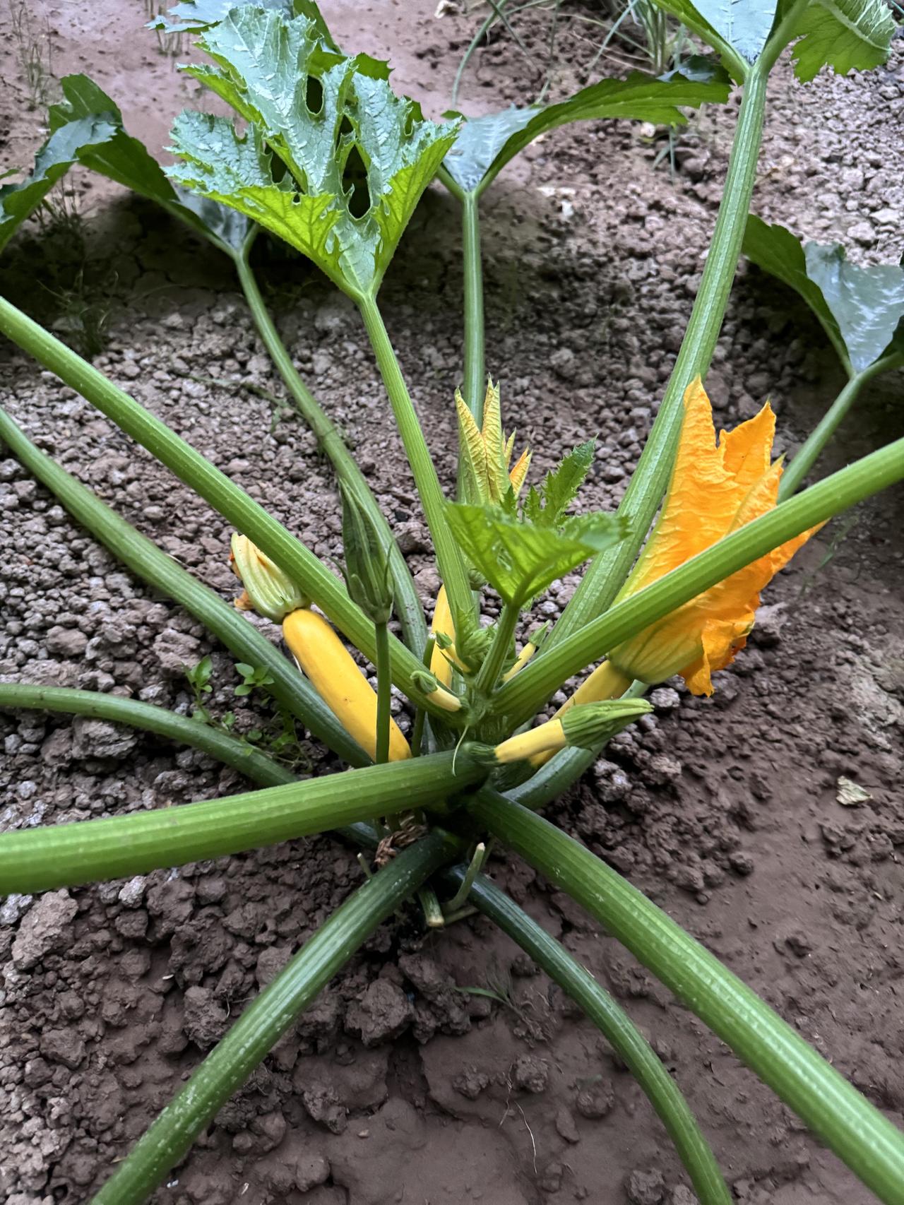 清晨的菜园里，最惹眼的要数那几根嫩西葫芦了。它们藏在肥绿的叶子下，油亮亮的，像抹