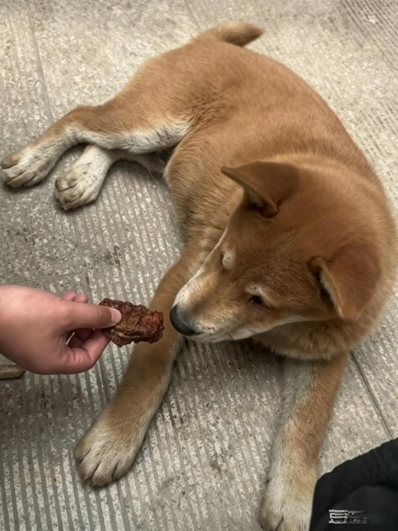 肉块递到嘴边都不碰！中华田园犬为何天生自带一身规矩？
 手把肉块递到中华田园犬嘴