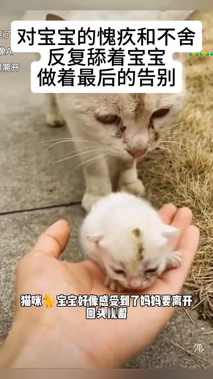 每天投喂的流浪猫，今天居然把宝宝给了我。
对宝宝的愧疚和不舍，反复舔着宝宝，做着