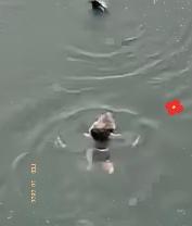 “眼泪止不住了！”四川，为救落水女子，60岁大爷从36米高的桥上跳下！不料，女子